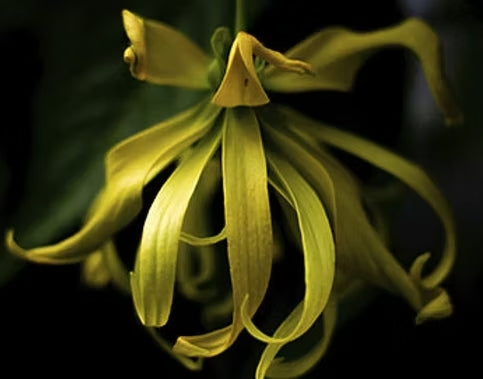 Naturflamme