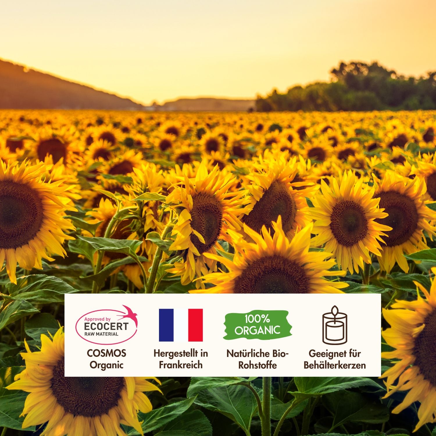 EcoCert Sonnenblumenwachs aus Frankreich für Behälterkerzen